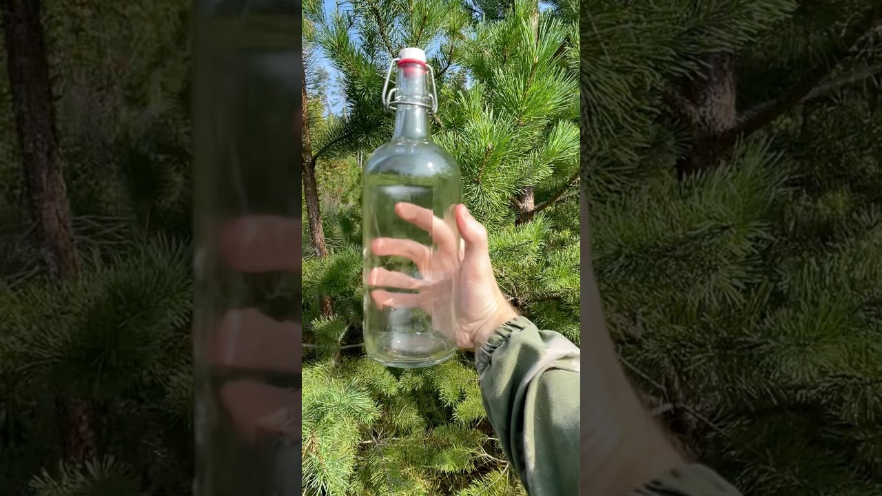 Хвойный лимонад за 5 часов 🌲 #выживание #кемпинг #бушкрафт