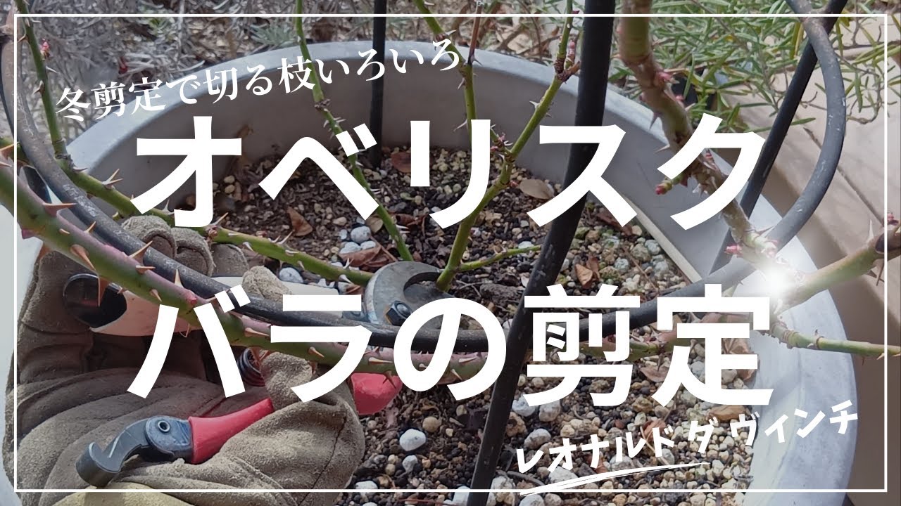 冬剪定で切る枝いろいろ！オベリスクのつるバラ レオナルドダヴィンチ