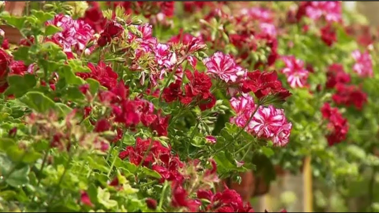 Village fleuri - Mattstall vers une 4e fleur ? - France 3 Alsace