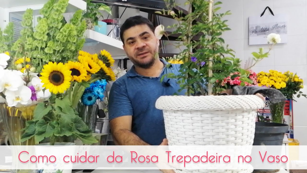 Como cuidar da Rosa Trepadeira? #rosa #rosatrepadeira #plantas #flores