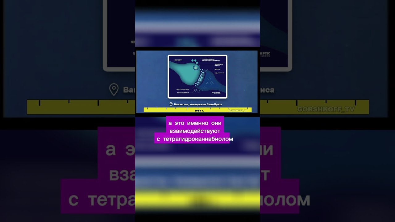 Каннабиноидный рецептор CB1 и тело человека