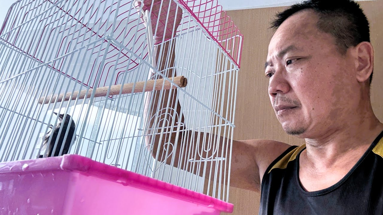 LIOW VIDEO: Bird Rescued From The Drain 捡到一只小鸟