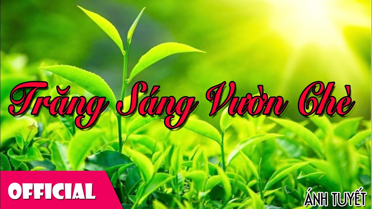 Trăng Sáng Vườn Chè - Ánh Tuyết [Official MV]