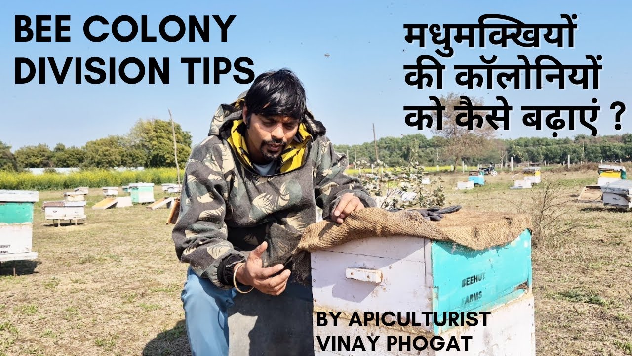 How to divide bee colonies? Bee box division kaise kre ? Bee hives division tips #beecolony #bee