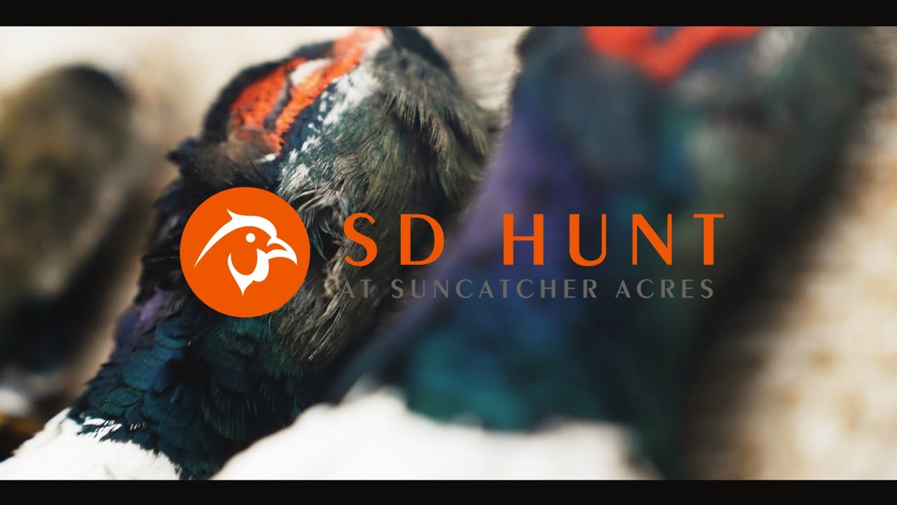 Pheasant Hunting South Dakota : Suncatcher Acres