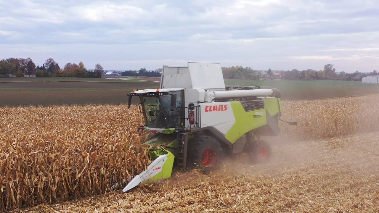 KOSZENIE KUKURYDZY NA ZIARNO - 2025 |AgroLovers