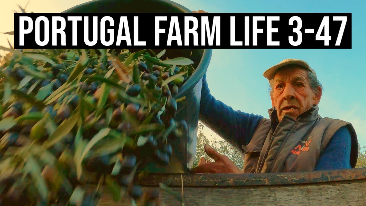 Farm Life is the best Life - Harvesting Olives ❤ | PORTUGAL FARM LIFE S3-E47