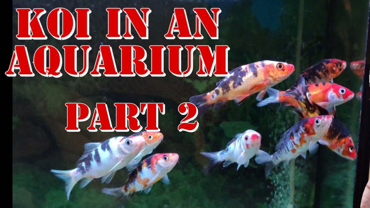 keeping koi carp in an aquarium tank part 2