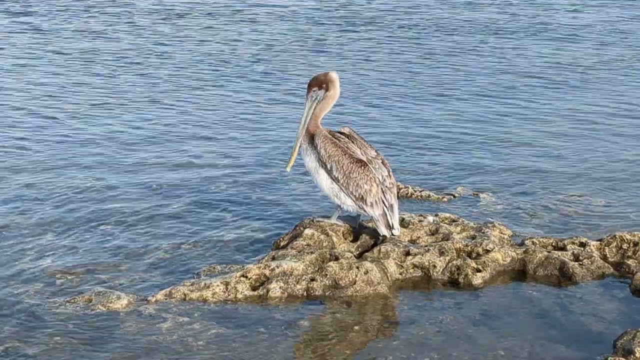 Zen A Minute - Perched Pelican - Ozella