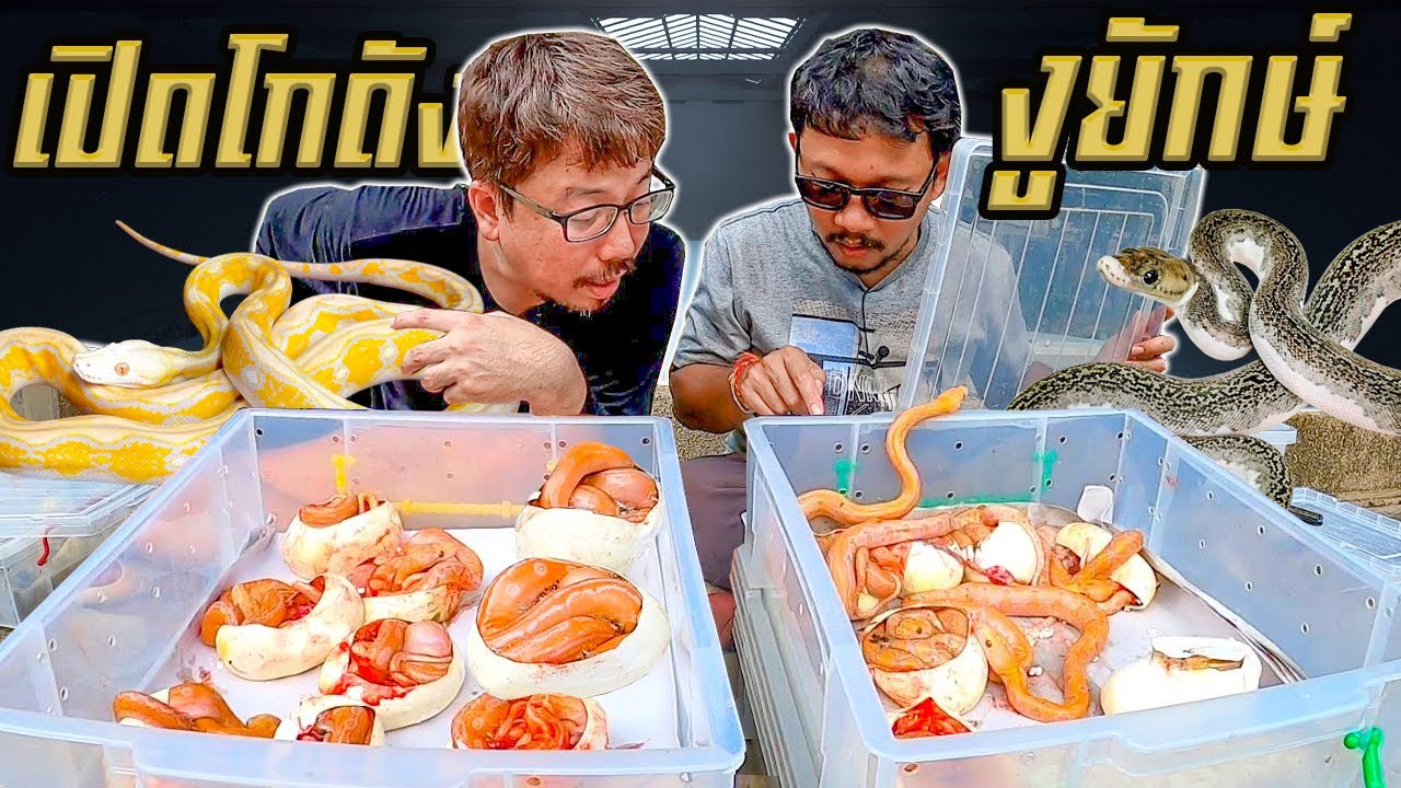 เปิดโกดังงูแห่งใหม่ แกะไข่งูยักษ์คอกสุดท้ายของปี
