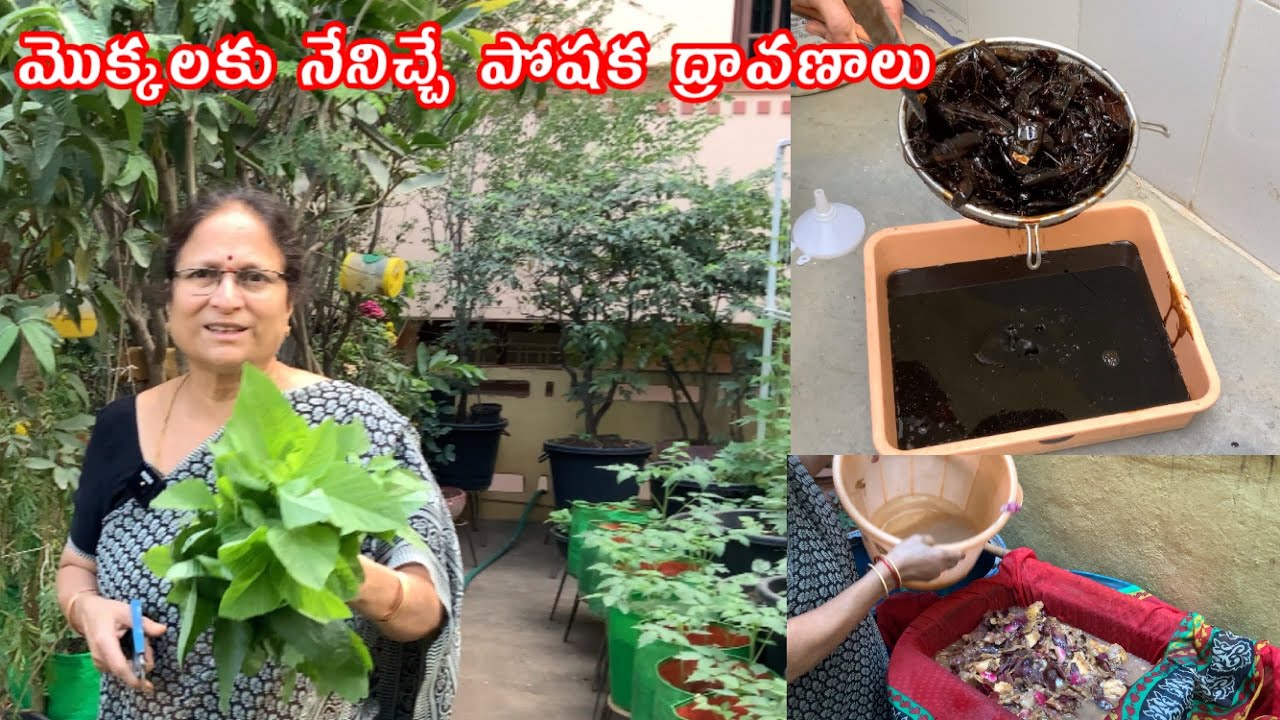 నా మొక్కలు బలంగా పెరగడానికి ఇస్తే పోషక ద్రావణాలు