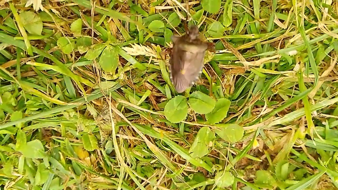 Shield bug / Stink Bug / Shield Beetle. This one was about 15 mm long. Nice  encounter in Norfolk UK