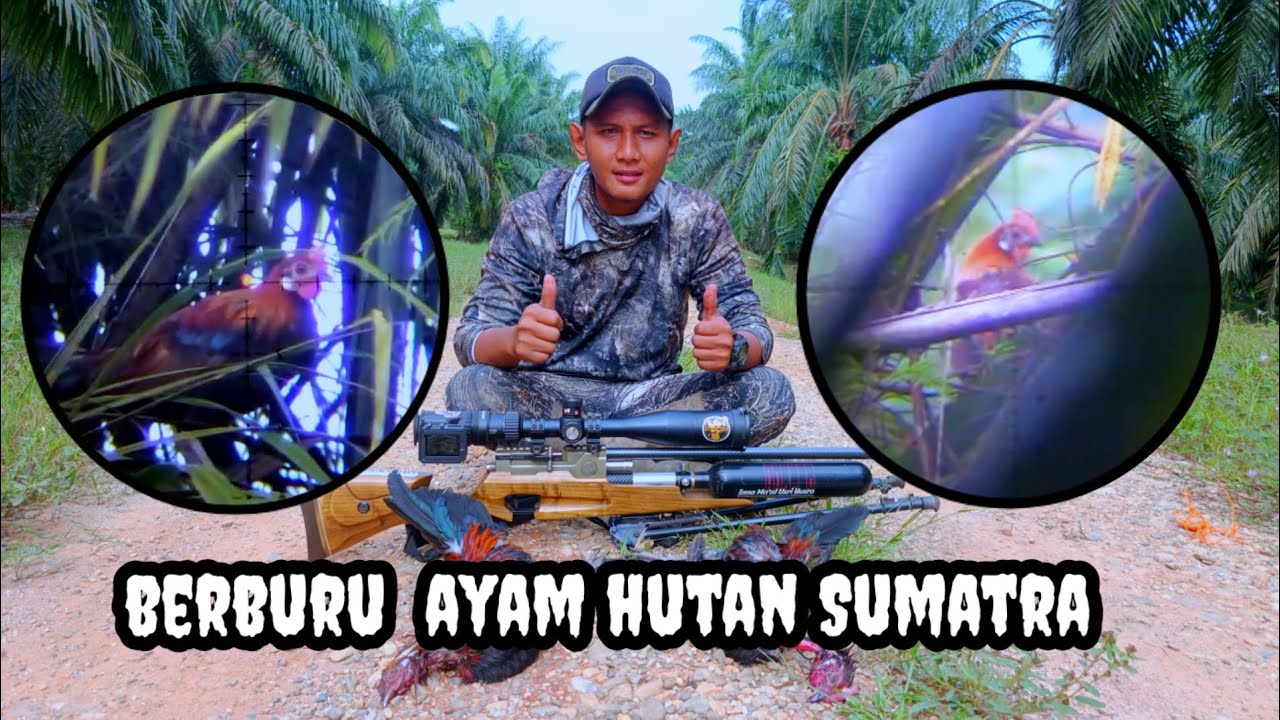 spot sangat gacor ||berburu ayam hutan sawit 