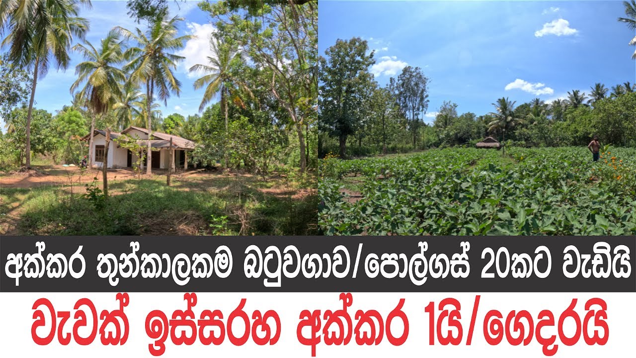 අනුරාධපුරේ වැවක් ඉස්සරහ අක්කර 1ක, ගෙදරයි, පොල්ගස් 20කට වැඩියි, අක්කර තුන්කාලකම බටු වගාවයි..