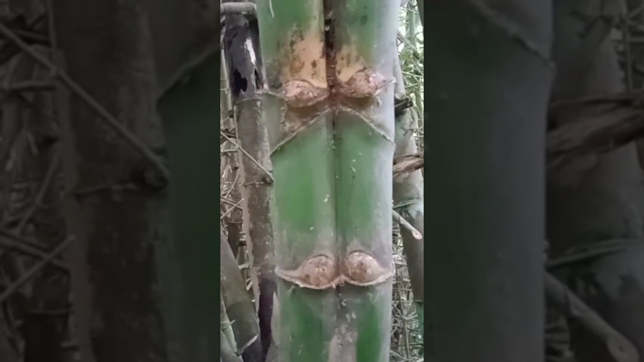bambu unik super langka