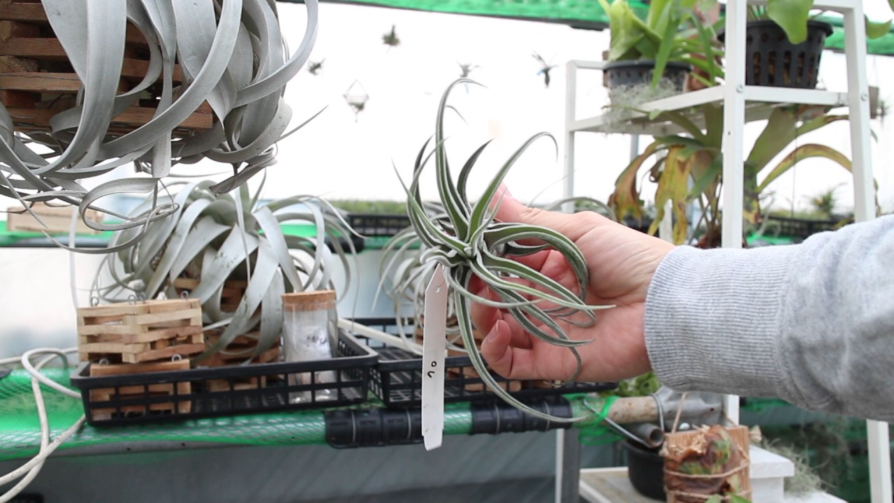 Tillandsia Air Plants 틸란시아 시팅프리티  sitting pretty