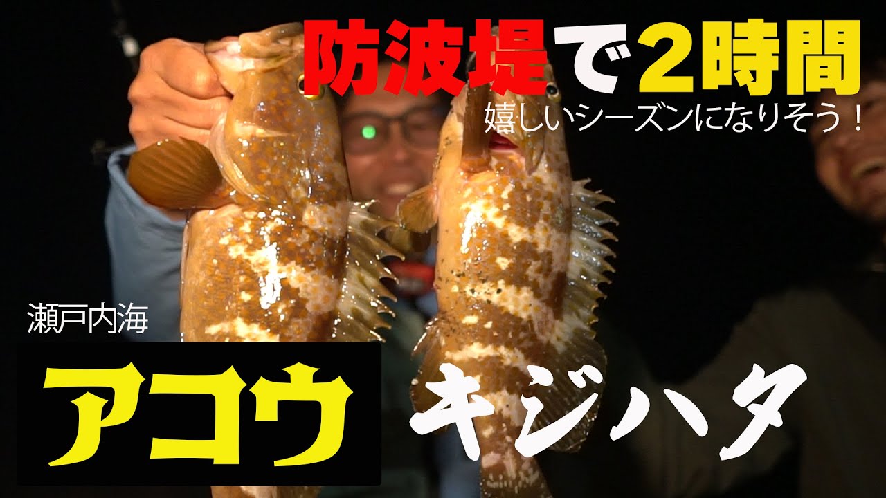 【防波堤キジハタ2時間勝負】大物アコウを狙う【地球遊び339】