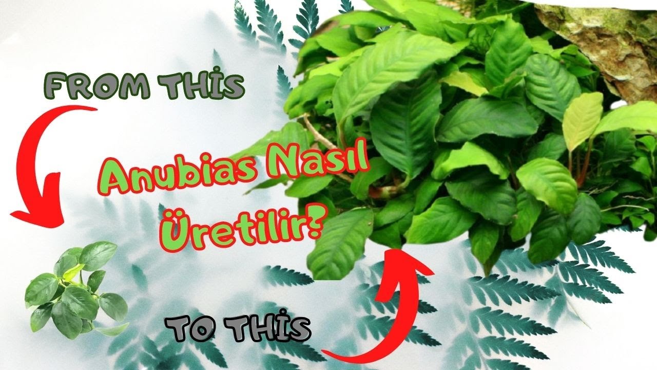 Anubias Nasıl Üretilir? Anubias budanması nasıl yapılır? Akvaryum Bitkisi Çoğaltma Teknikleri #2