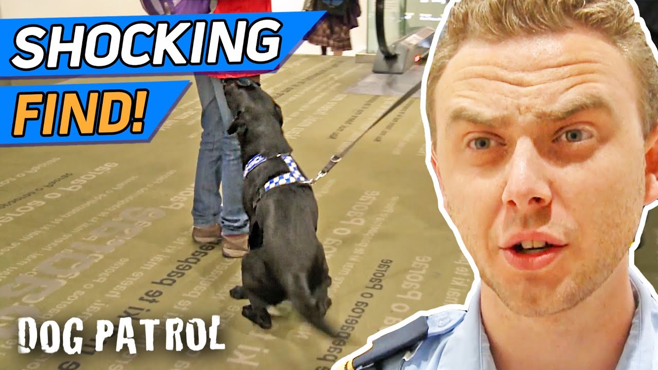 Suspicious Traveller Is Refused Entry After Customs Dog Smells Trouble