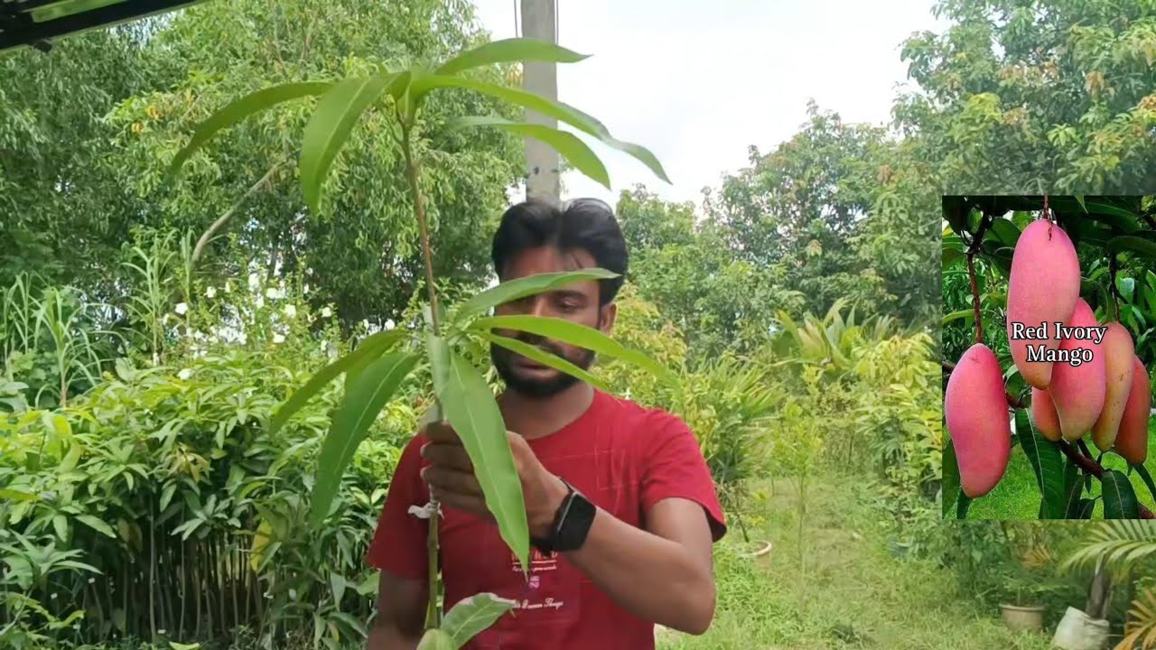 JHILIK nursery / Mirpur Paikar road murarai Birbhum West Bengal / all over India online delivery