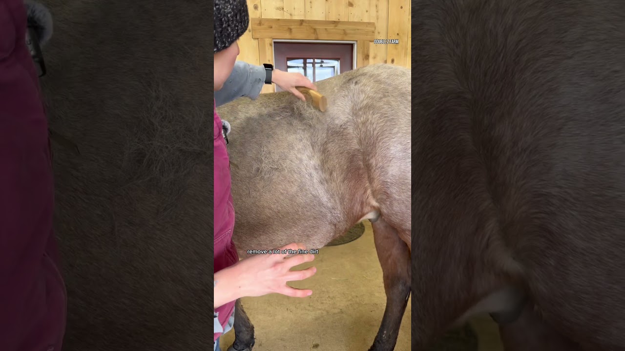 Testing Horse shedding/ grooming tools! #horses #horsegrooming #horsecare #horseriding #horsebarn