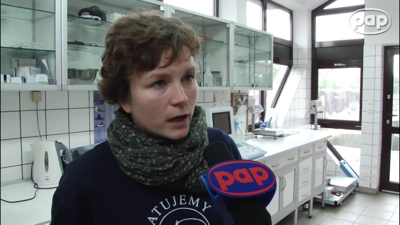 Bubas i jego focza kompania