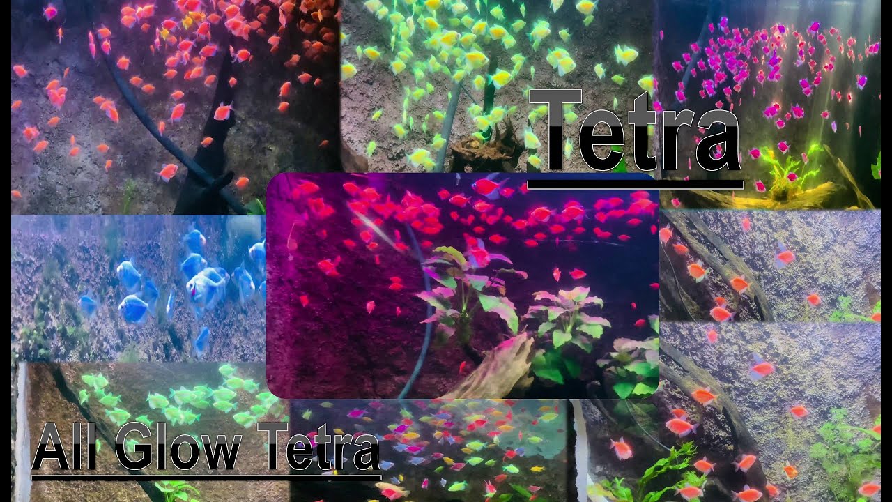 All Glow Tetra In Srilanka | #SLFish&Dimma