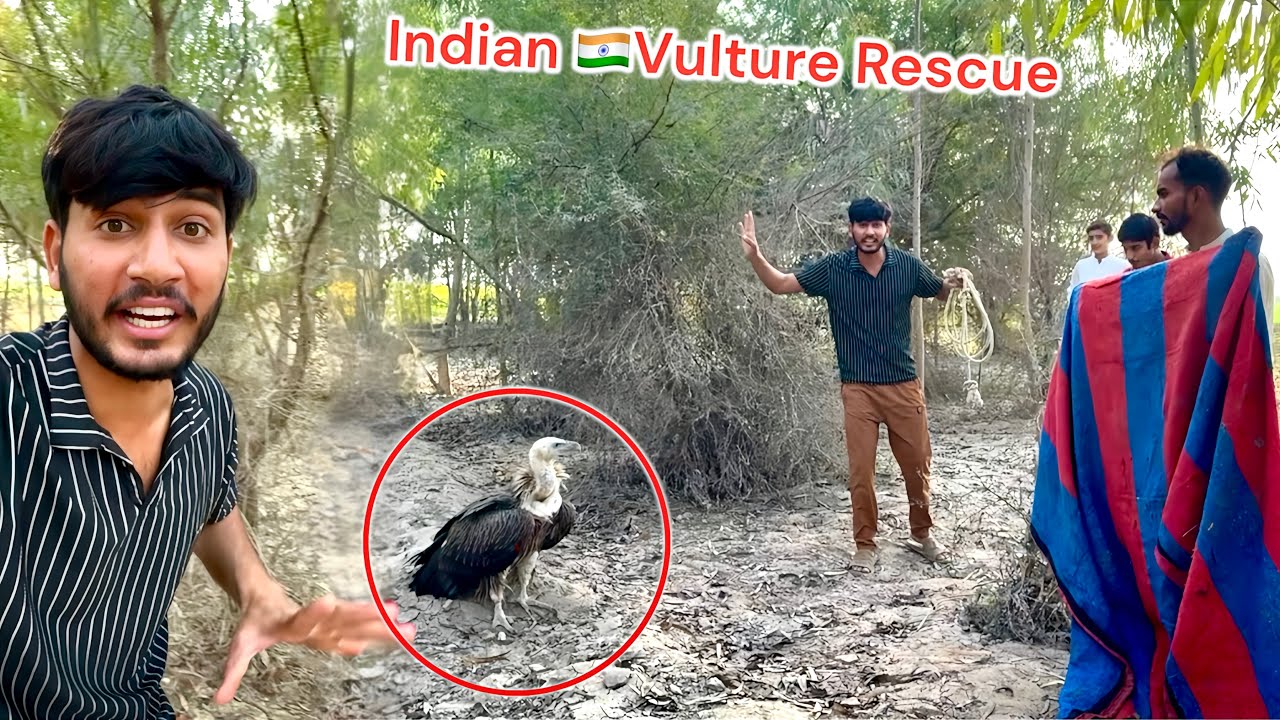 FINALLY INDIAN VULTURE KY PASS PONCH GY 😱 CHARO TARAF SY GHYR LIYA ❤️