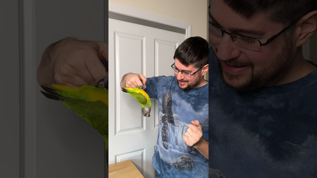 Senegal Parrots are Very Intelligent Birds &ndash; Kili Trick Training