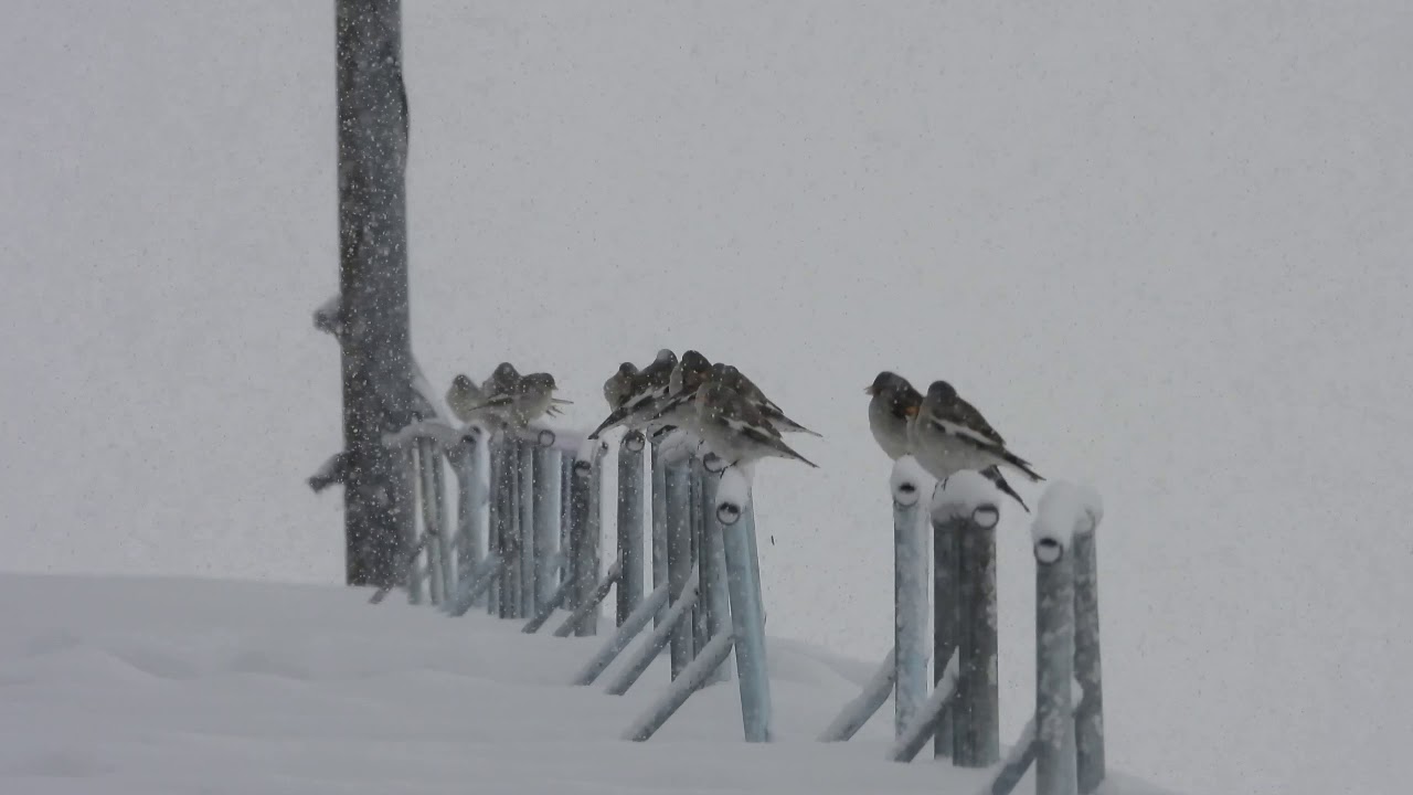 Wie überleben die Vögel den Winter?