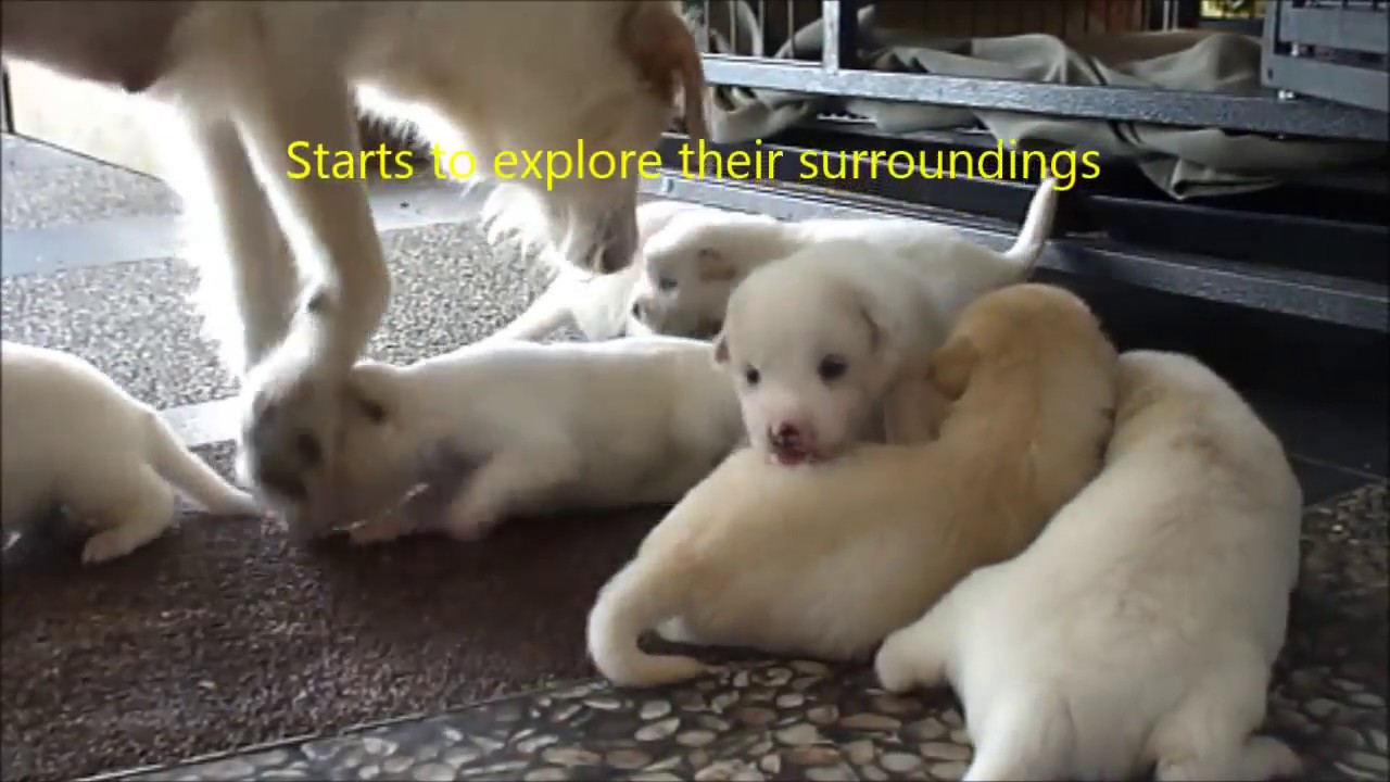 Taking cares of  18 days old  puppies