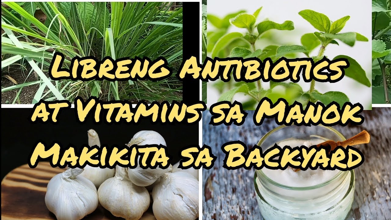 Mga halamang Gamot at Vitamins sa Manok|Alternatibong gamot at Vitamins sa Manok