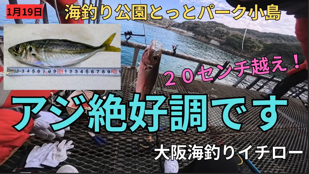 アジ絶好調です！海釣り公園とっとパーク小島