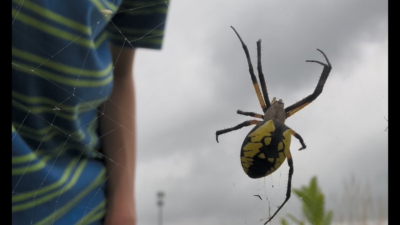 Orb Weaver Spider Hunt in Prairie: I found this...