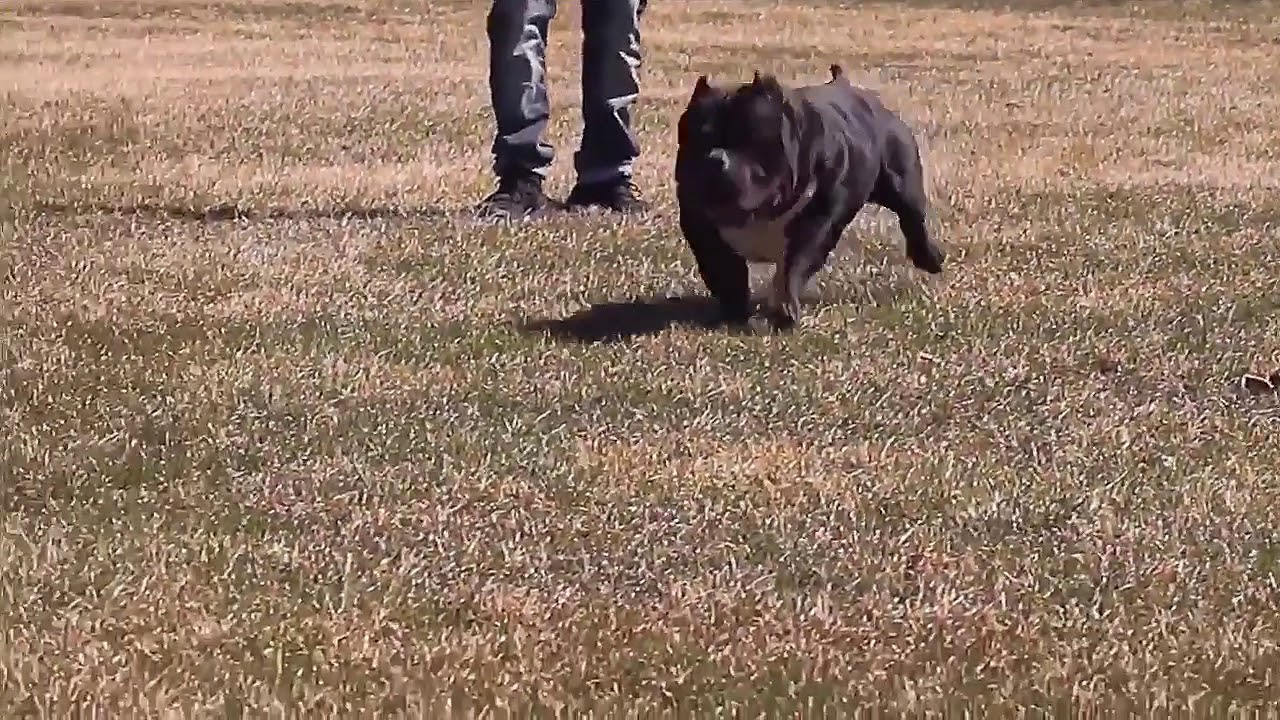 *CHAMPION ROCKOFELA GRIMM* BADDEST POCKET AMERICAN BULLY. TRUE BEAST