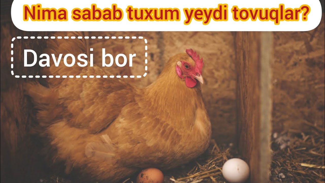 TOVUQLARNI TUXUM YEYISHI SABABLARI VA DAVOSI