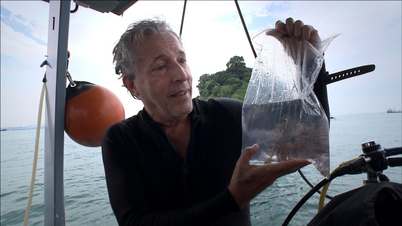Diving for treasure, Singapore-style | Sustainability at Shell