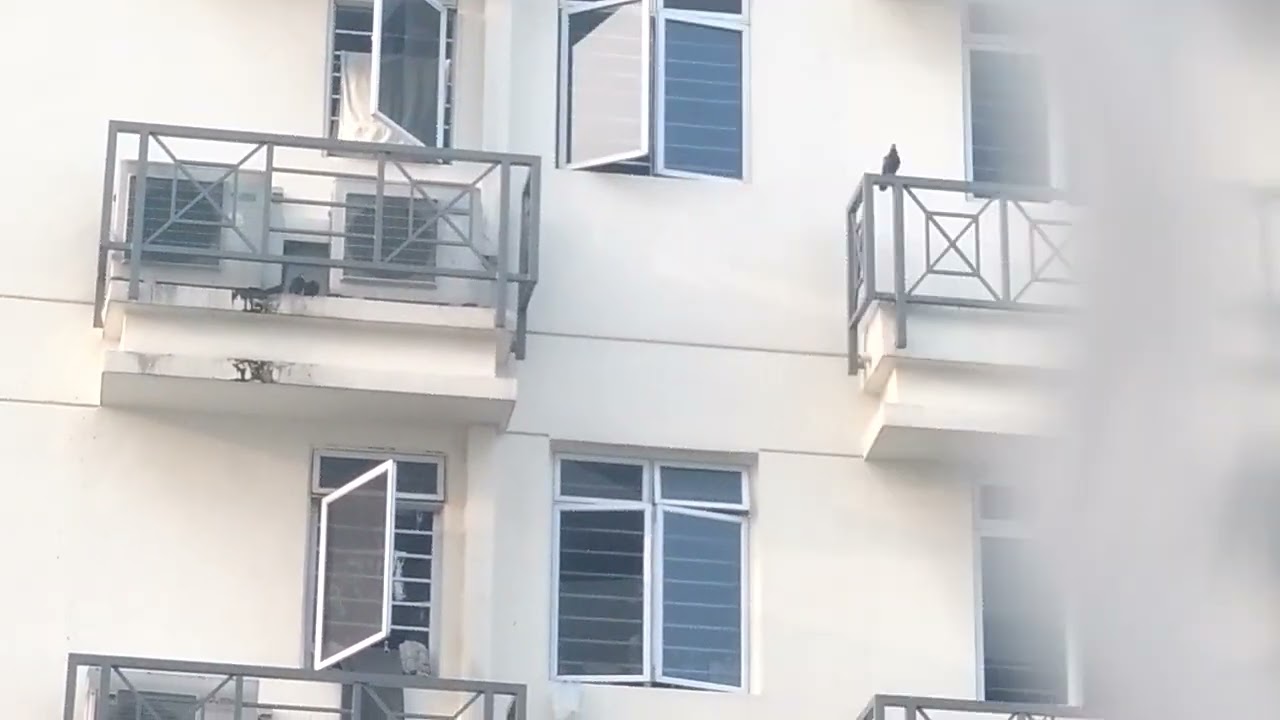 Bird stuck on air-con ledge in Alexandria Condo