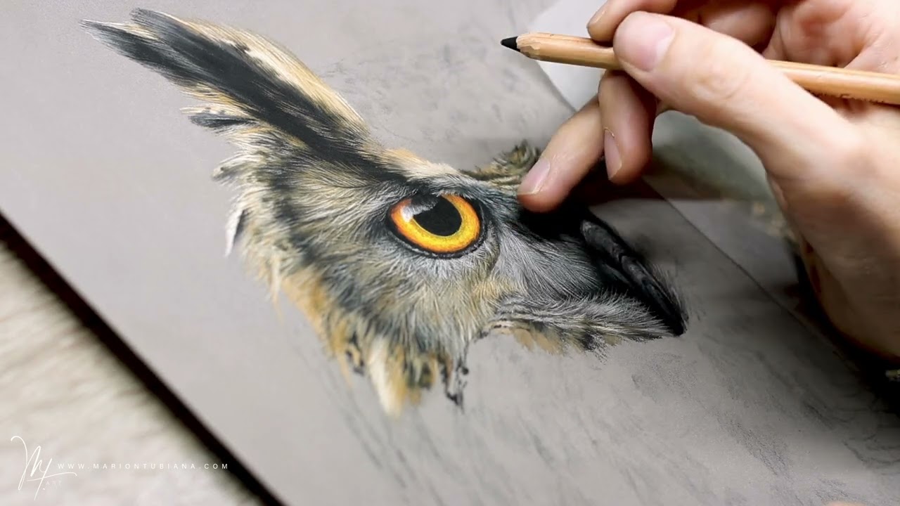 R&eacute;alisation d'un Hibou en crayons #pastel par Marion Tubiana