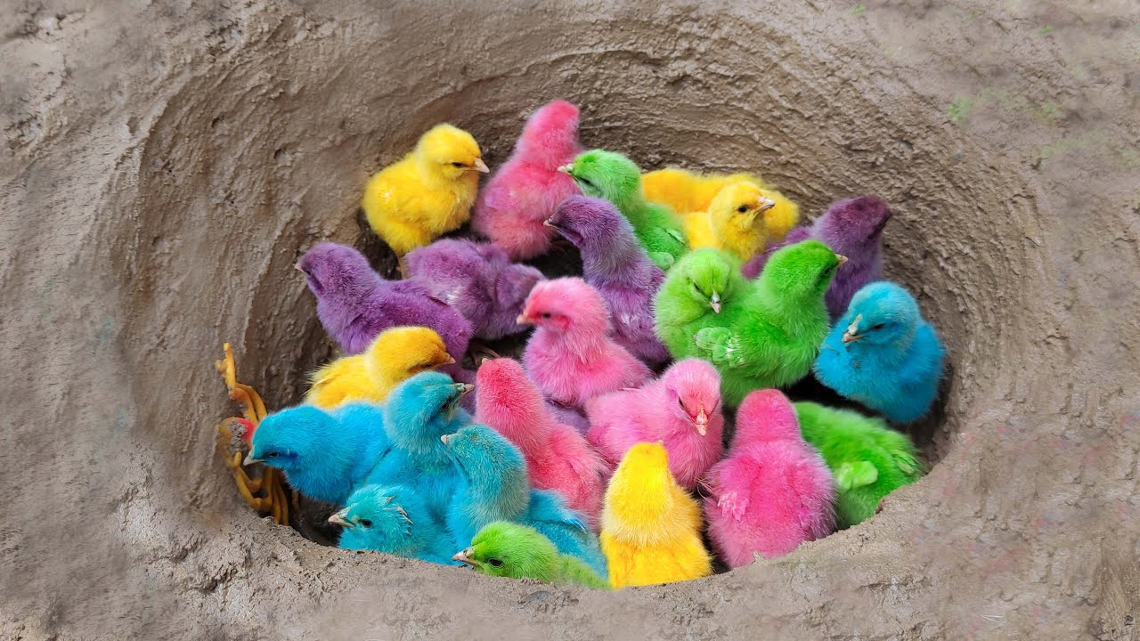 Menangkap Ayam Lucu, Ayam Rainbow, Ayam Warna Warni, Ayam Jago, Ayam Di Kubangan, Hiu Paus bebek#217