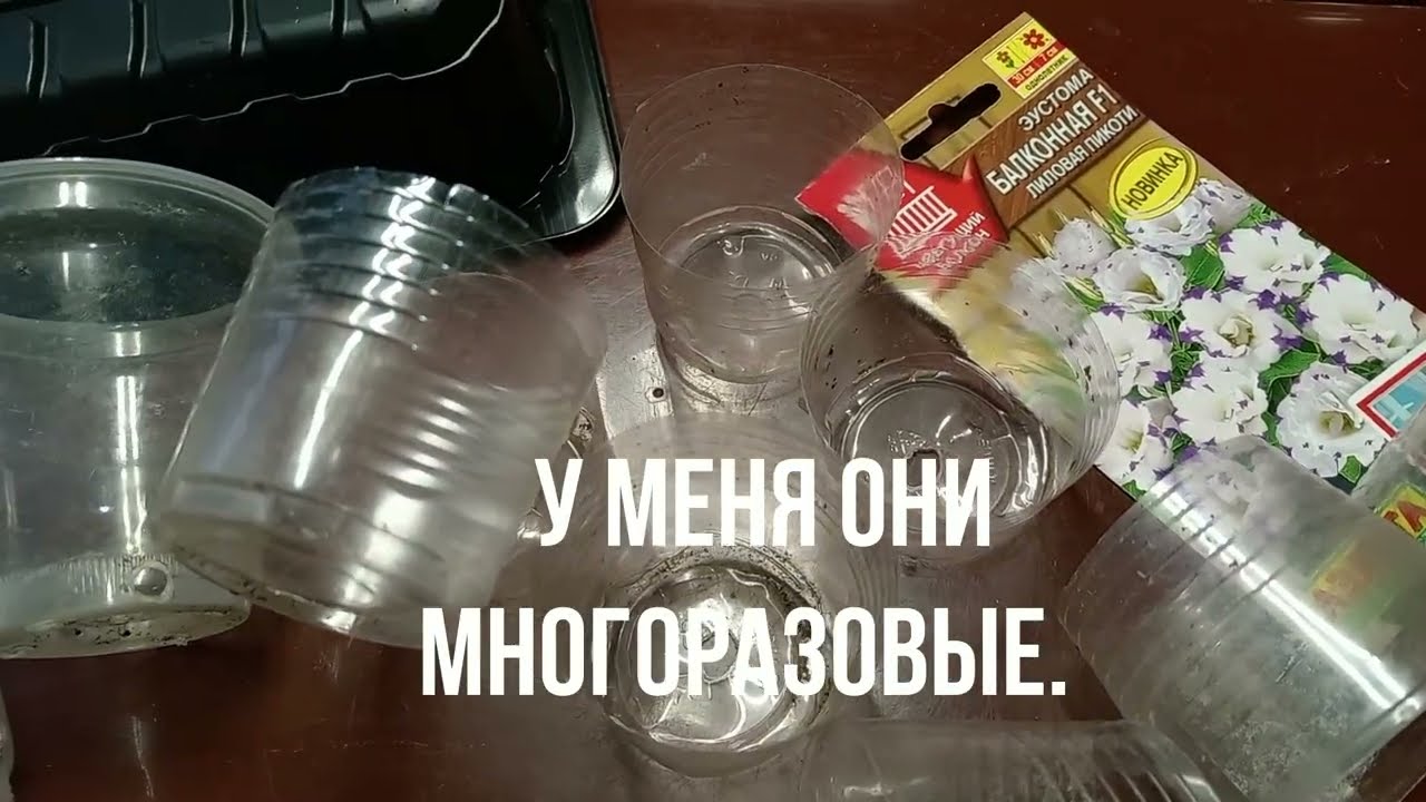 СЕЮ ЭУСТОМУ.