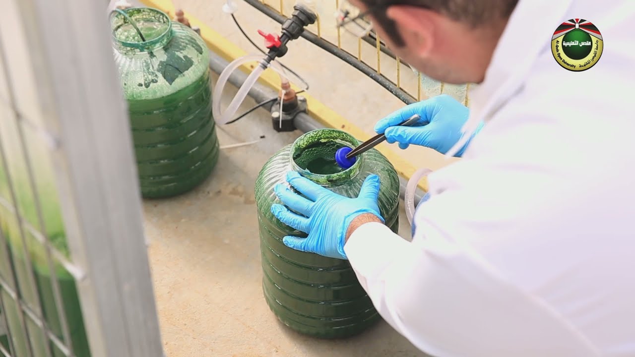 إنتاج الطحالب | الغطاء الاخضر - الحلقة  3