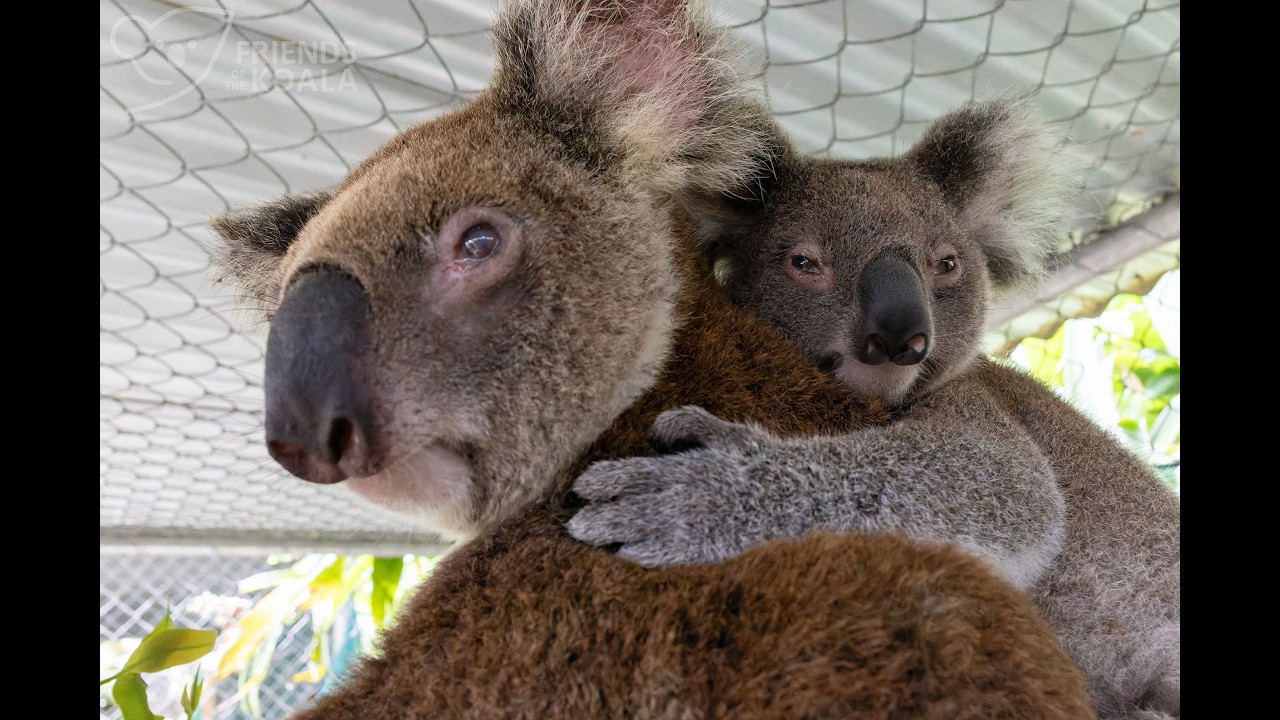 This Week at Friends of the Koala