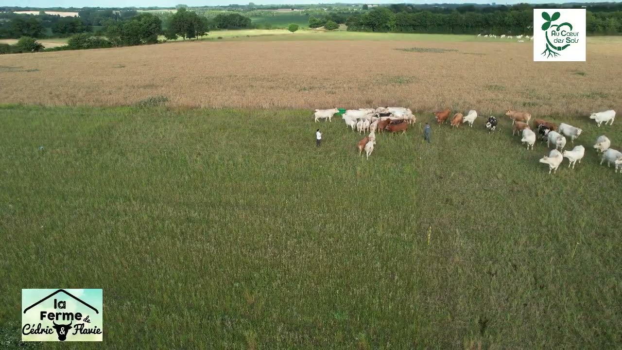 Les taurillons dehors 1ère partie 