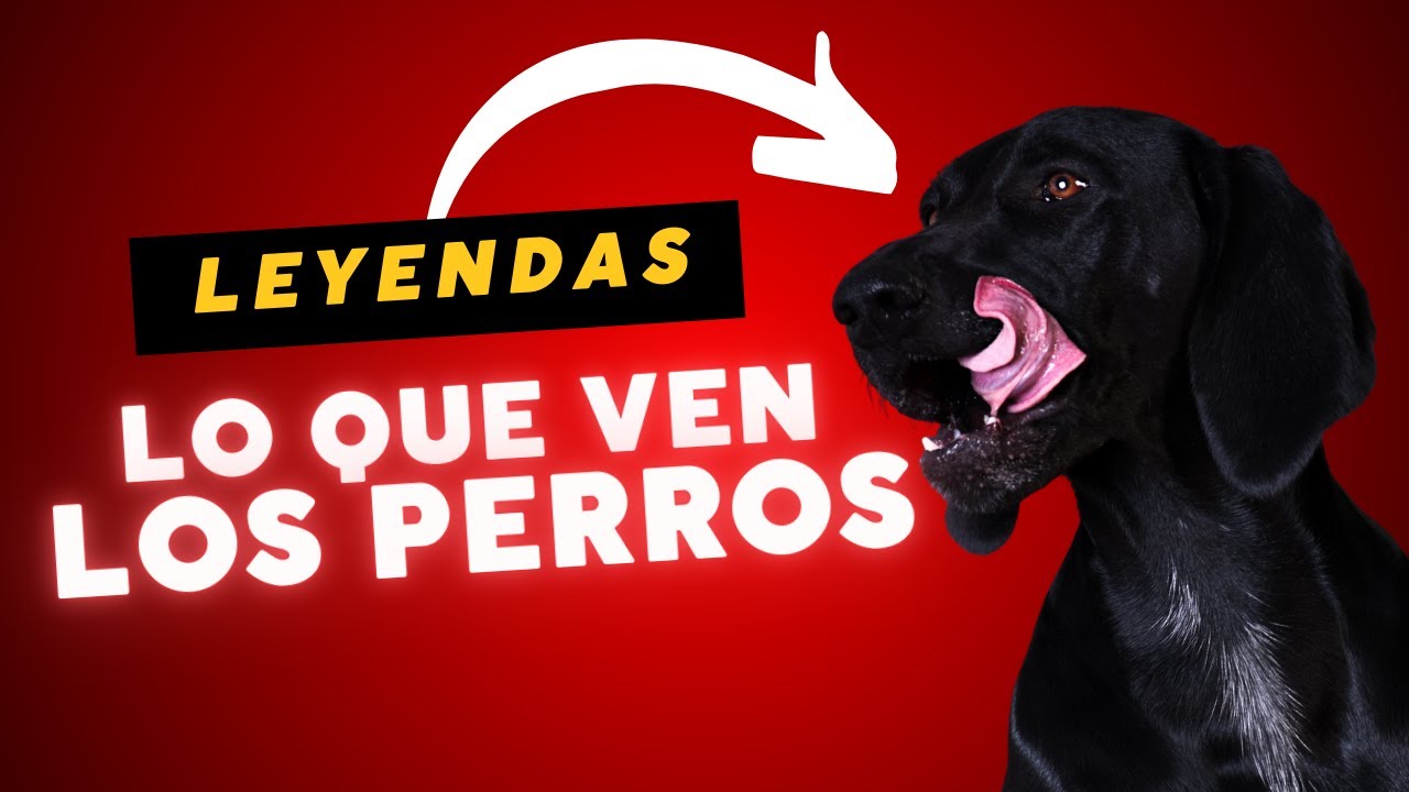 Lo que ven los Perros - Leyendas I ¿No Será Puro Cuento?