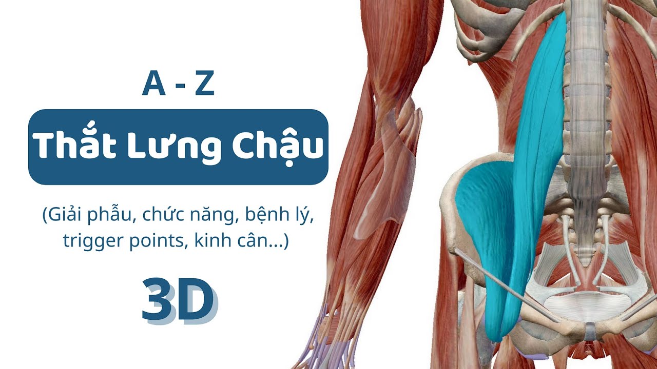 #7: Cơ Thắt Lưng Chậu (3D) | A-Z đặc điểm c&aacute;c nh&oacute;m cơ