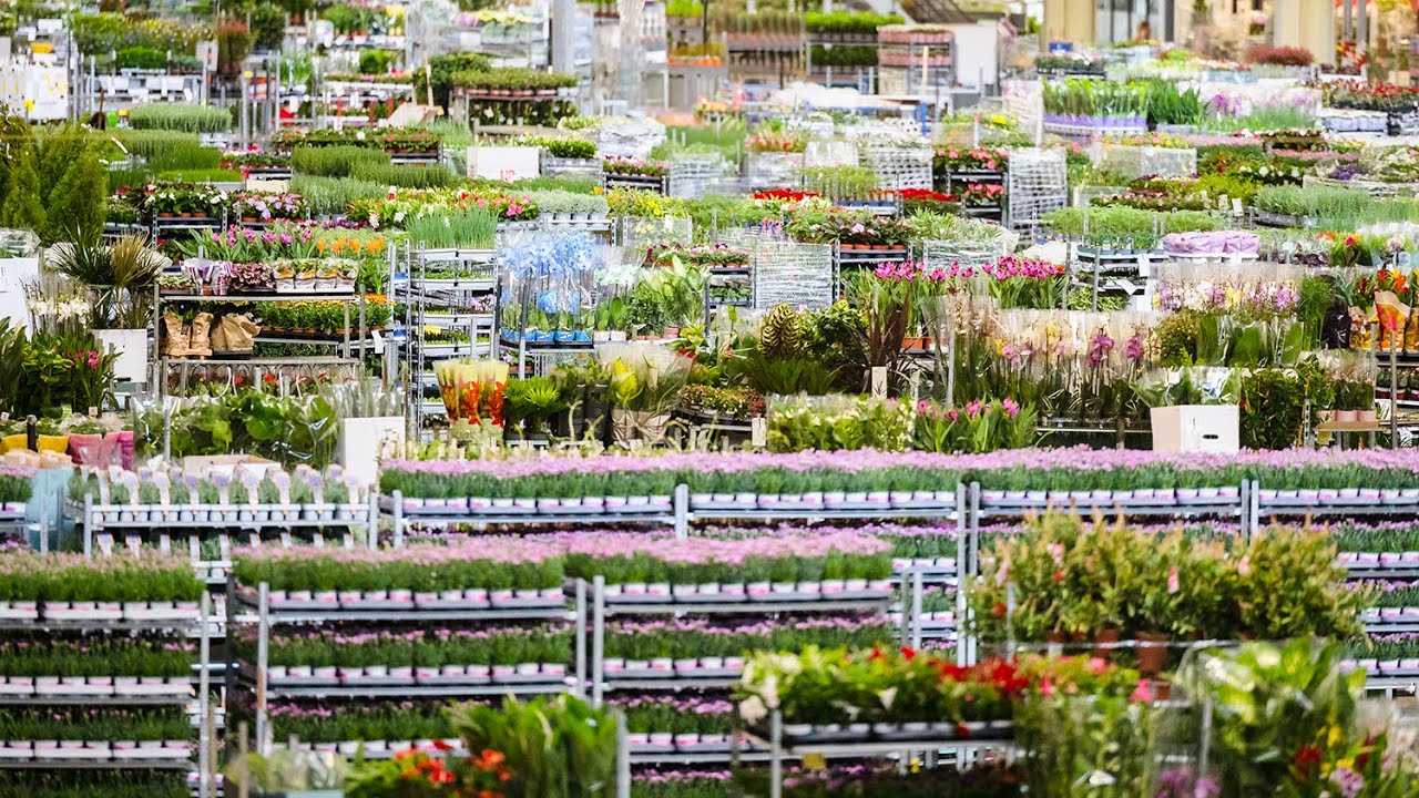 The journey of your plants with Hamiplant