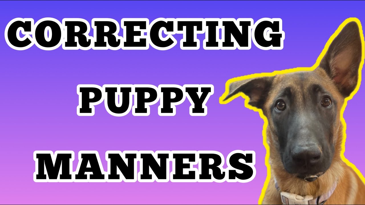 Correcting Malinois puppy rough behaviour