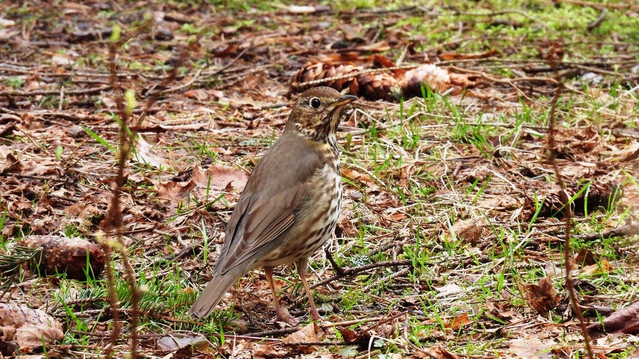 Strazdas giesmininkas / Turdus philomelos / Song Thrush / Певчий дрозд