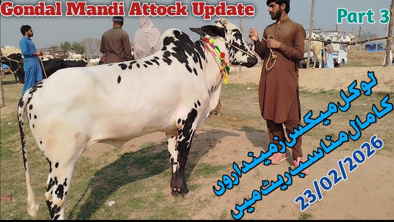 Today Gondal Mandi Attock 12 February 2026 Latest Fatehjangi Rate's Update @WahbullcrazyQurbani 2026
